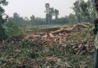 सूखे पेड़ों की परमिट की आड़ में हरे-भरे पेड़ों पर चल रहा आरा!