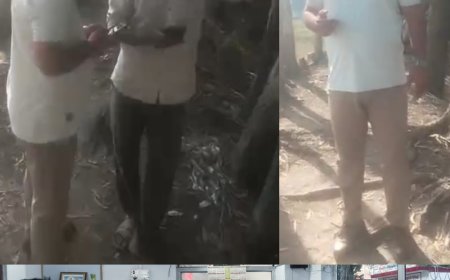 वन विभाग का अजब खेल, प्रतिबंधित पेड़ों की कटान पर चुप्पी, यूकीलिप्टस पर वसूली के आरोप