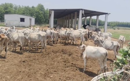 नेटहवा भाथर गौशाला में बदहाल व्यवस्था, भूख-प्यास से तड़प रही गौमाता