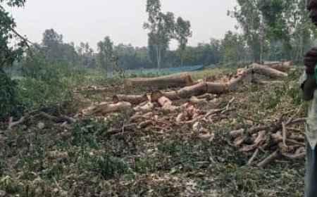 सूखे पेड़ों की परमिट की आड़ में हरे-भरे पेड़ों पर चल रहा आरा!