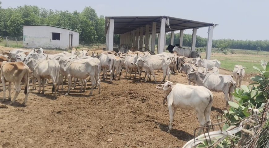 नेटहवा भाथर गौशाला में बदहाल व्यवस्था, भूख-प्यास से तड़प रही गौमाता