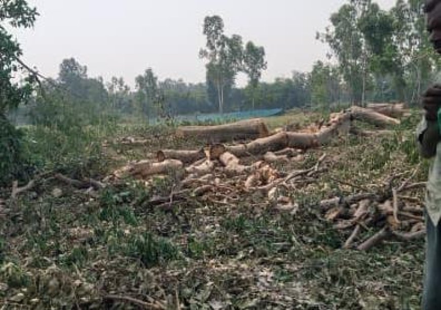 सूखे पेड़ों की परमिट की आड़ में हरे-भरे पेड़ों पर चल रहा आरा!
